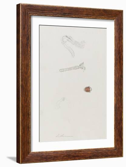 Lithonema: Marine Worm-Philip Henry Gosse-Framed Giclee Print