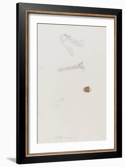 Lithonema: Marine Worm-Philip Henry Gosse-Framed Giclee Print