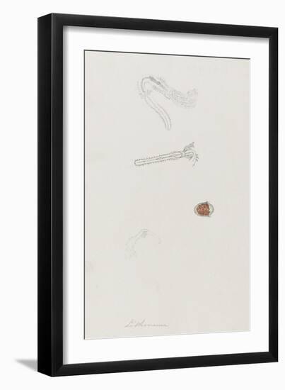 Lithonema: Marine Worm-Philip Henry Gosse-Framed Giclee Print