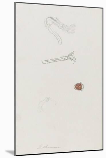 Lithonema: Marine Worm-Philip Henry Gosse-Mounted Giclee Print