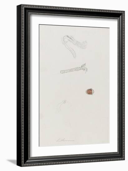 Lithonema: Marine Worm-Philip Henry Gosse-Framed Giclee Print