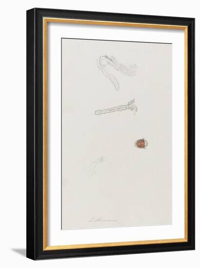 Lithonema: Marine Worm-Philip Henry Gosse-Framed Giclee Print