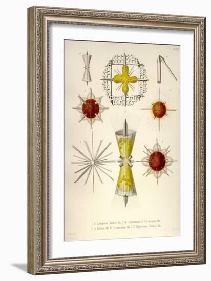 Lithoptera Mulleri, Astrolithium, A. Dicopum, A. Bifidum, A. Cruciatum, Diploconus Fasces-Ernst Haeckel-Framed Art Print