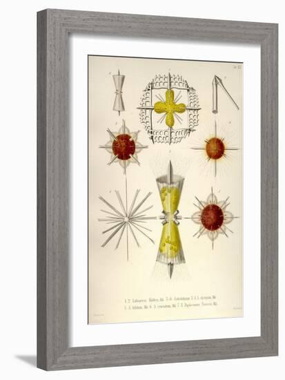 Lithoptera Mulleri, Astrolithium, A. Dicopum, A. Bifidum, A. Cruciatum, Diploconus Fasces-Ernst Haeckel-Framed Art Print