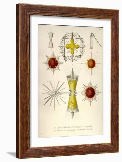 Lithoptera Mulleri, Astrolithium, A. Dicopum, A. Bifidum, A. Cruciatum, Diploconus Fasces-Ernst Haeckel-Framed Art Print