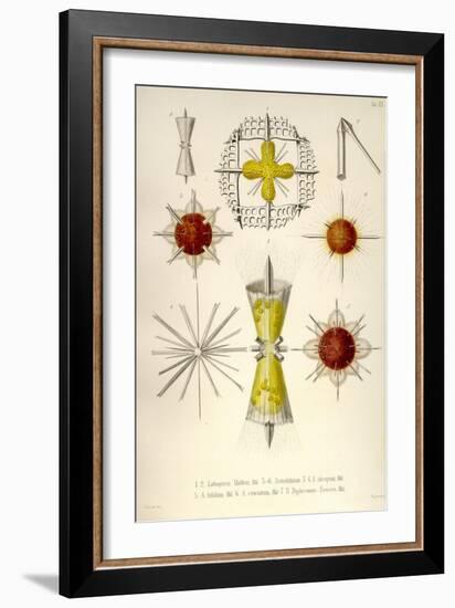 Lithoptera Mulleri, Astrolithium, A. Dicopum, A. Bifidum, A. Cruciatum, Diploconus Fasces-Ernst Haeckel-Framed Art Print