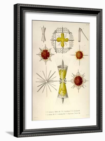 Lithoptera Mulleri, Astrolithium, A. Dicopum, A. Bifidum, A. Cruciatum, Diploconus Fasces-Ernst Haeckel-Framed Art Print