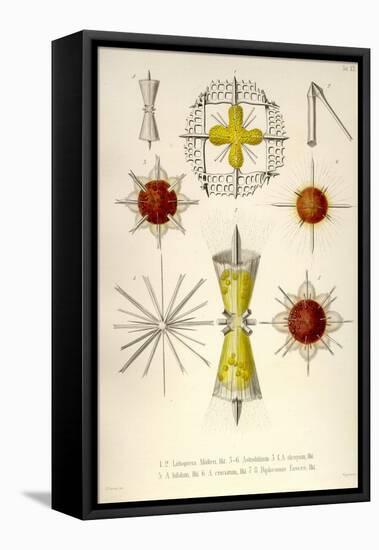 Lithoptera Mulleri, Astrolithium, A. Dicopum, A. Bifidum, A. Cruciatum, Diploconus Fasces-Ernst Haeckel-Framed Stretched Canvas