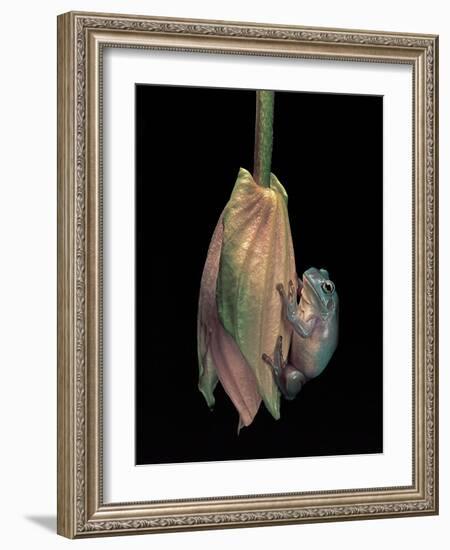 Litoria Caerulea (Dumpy Treefrog)-Paul Starosta-Framed Photographic Print