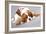 Litter Of Cavalier King Charles Spaniel-Lilun-Framed Art Print