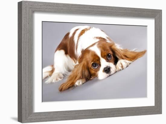 Litter Of Cavalier King Charles Spaniel-Lilun-Framed Art Print