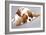 Litter Of Cavalier King Charles Spaniel-Lilun-Framed Art Print