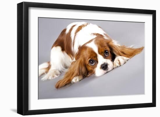 Litter Of Cavalier King Charles Spaniel-Lilun-Framed Art Print