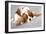 Litter Of Cavalier King Charles Spaniel-Lilun-Framed Art Print