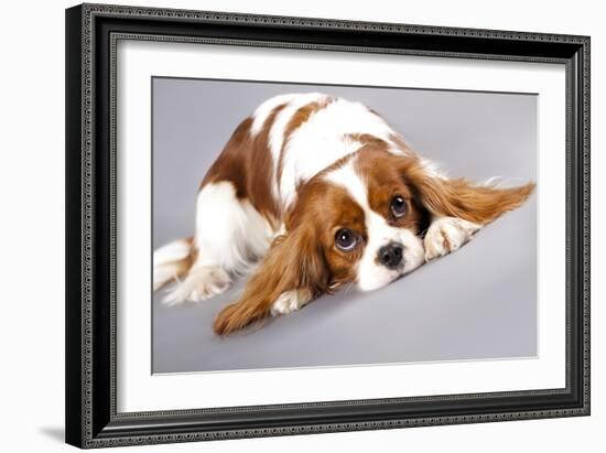 Litter Of Cavalier King Charles Spaniel-Lilun-Framed Art Print