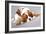 Litter Of Cavalier King Charles Spaniel-Lilun-Framed Art Print