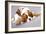 Litter Of Cavalier King Charles Spaniel-Lilun-Framed Art Print