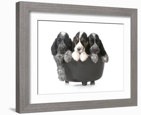 Litter Of Puppies - Three English Cocker Spaniel Puppies In A Black Kettle Isolated-Willee Cole-Framed Photographic Print