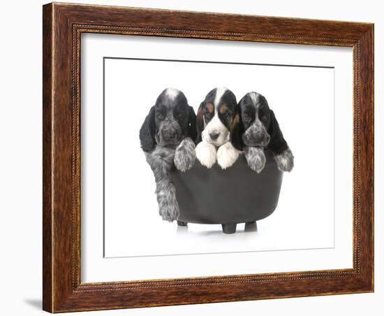 Litter Of Puppies - Three English Cocker Spaniel Puppies In A Black Kettle Isolated-Willee Cole-Framed Photographic Print