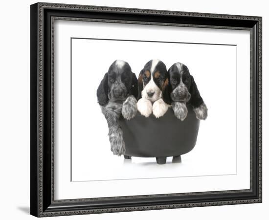 Litter Of Puppies - Three English Cocker Spaniel Puppies In A Black Kettle Isolated-Willee Cole-Framed Photographic Print