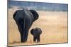 Little and Large, elephant calf and mother, Hwange National Park, Zimbabwe, Africa-Karen Deakin-Mounted Photographic Print
