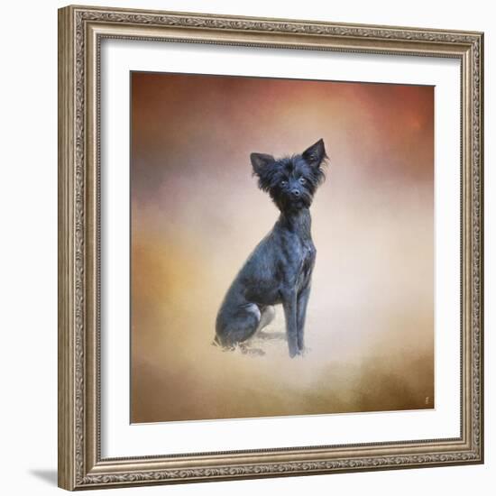 Little Angel Yorkie Poo-Jai Johnson-Framed Giclee Print