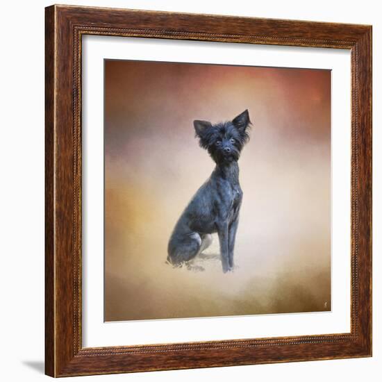 Little Angel Yorkie Poo-Jai Johnson-Framed Giclee Print