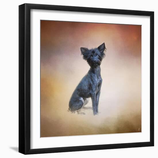 Little Angel Yorkie Poo-Jai Johnson-Framed Giclee Print