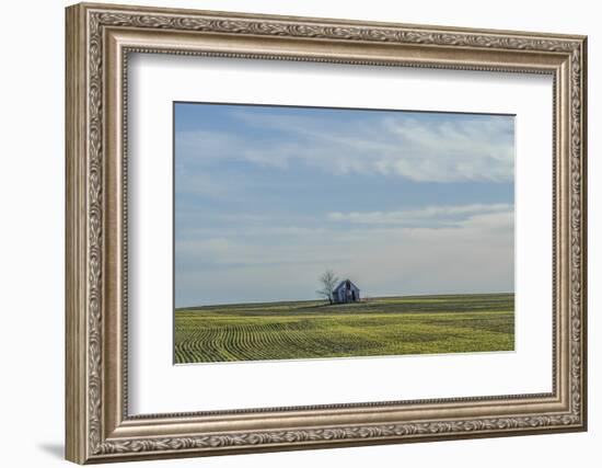 Little barn in the middle of a wheat field.-Michael Scheufler-Framed Photographic Print