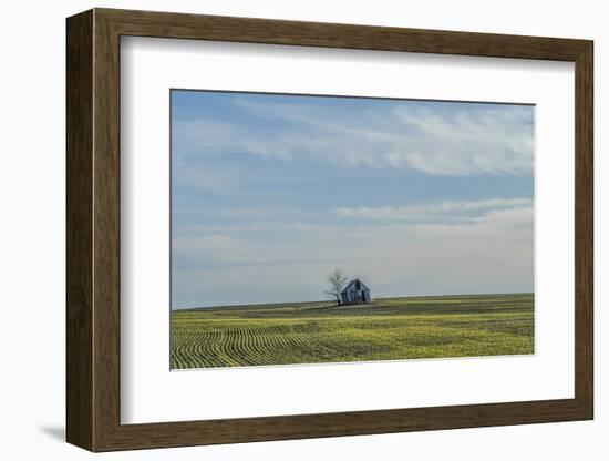 Little barn in the middle of a wheat field.-Michael Scheufler-Framed Photographic Print