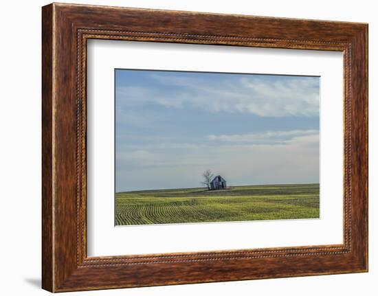 Little barn in the middle of a wheat field.-Michael Scheufler-Framed Photographic Print