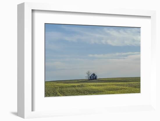 Little barn in the middle of a wheat field.-Michael Scheufler-Framed Photographic Print