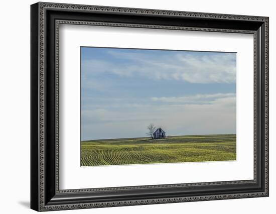 Little barn in the middle of a wheat field.-Michael Scheufler-Framed Photographic Print