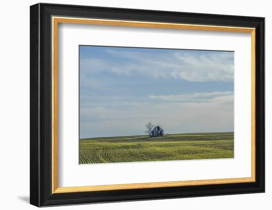 Little barn in the middle of a wheat field.-Michael Scheufler-Framed Photographic Print