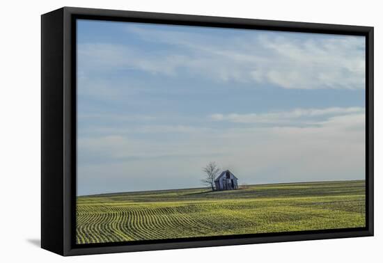 Little barn in the middle of a wheat field.-Michael Scheufler-Framed Premier Image Canvas