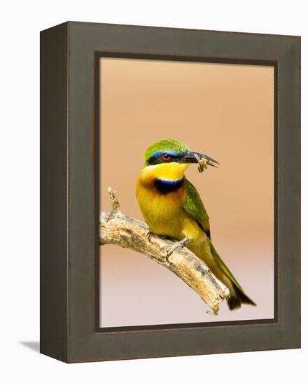 Little Bee-Eater Bird on Limb With Bee in Beak, Kenya-Joanne Williams-Framed Premier Image Canvas