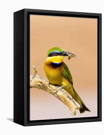 Little Bee-Eater Bird on Limb With Bee in Beak, Kenya-Joanne Williams-Framed Premier Image Canvas