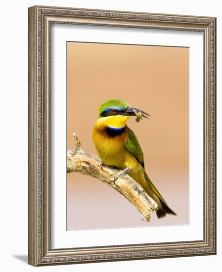 Little Bee-Eater Bird on Limb With Bee in Beak, Kenya-Joanne Williams-Framed Photographic Print