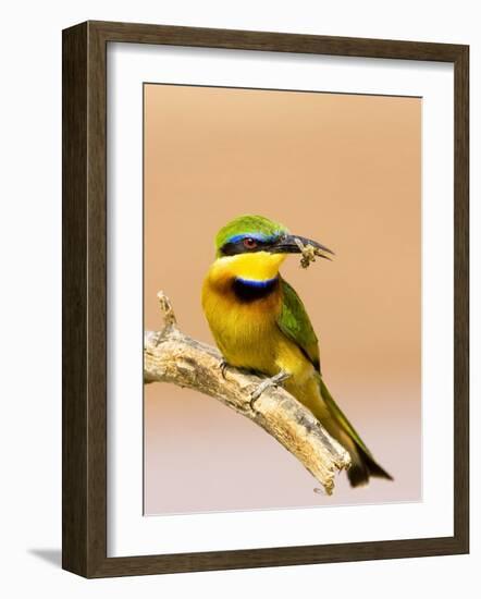 Little Bee-Eater Bird on Limb With Bee in Beak, Kenya-Joanne Williams-Framed Photographic Print