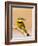 Little Bee-Eater Bird on Limb With Bee in Beak, Kenya-Joanne Williams-Framed Photographic Print