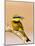 Little Bee-Eater Bird on Limb With Bee in Beak, Kenya-Joanne Williams-Mounted Photographic Print