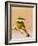 Little Bee-Eater Bird on Limb With Bee in Beak, Kenya-Joanne Williams-Framed Photographic Print