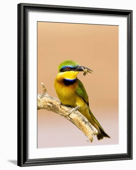 Little Bee-Eater Bird on Limb With Bee in Beak, Kenya-Joanne Williams-Framed Photographic Print