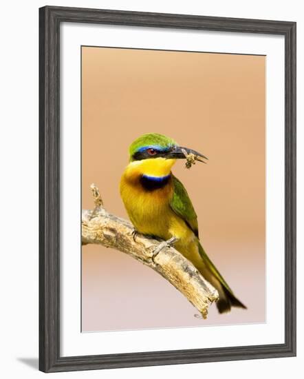 Little Bee-Eater Bird on Limb With Bee in Beak, Kenya-Joanne Williams-Framed Photographic Print