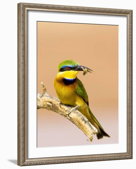 Little Bee-Eater Bird on Limb With Bee in Beak, Kenya-Joanne Williams-Framed Photographic Print