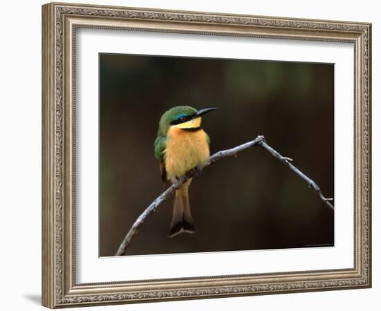 Little Bee Eater, Kenya-Charles Sleicher-Framed Photographic Print