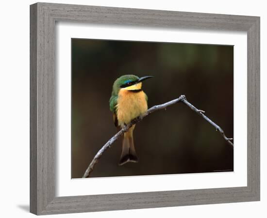 Little Bee Eater, Kenya-Charles Sleicher-Framed Photographic Print