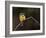 Little Bee Eater, Kenya-Charles Sleicher-Framed Photographic Print