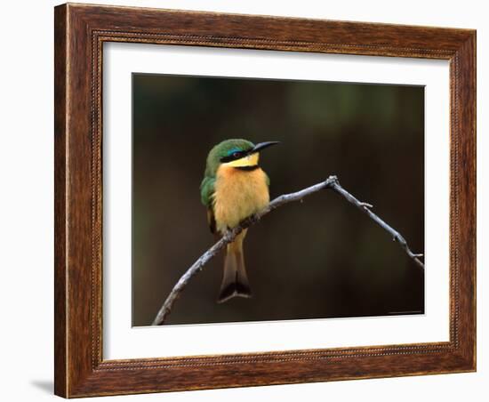 Little Bee Eater, Kenya-Charles Sleicher-Framed Photographic Print