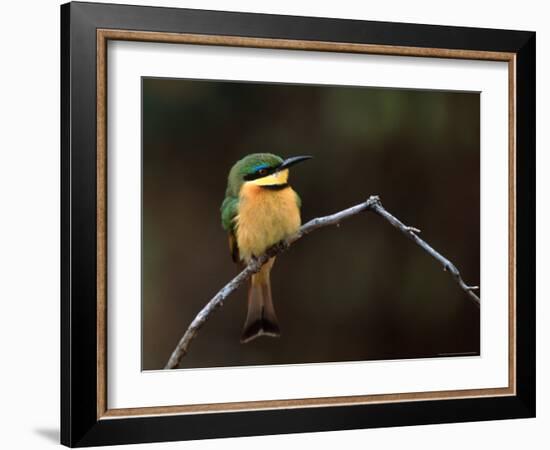 Little Bee Eater, Kenya-Charles Sleicher-Framed Photographic Print